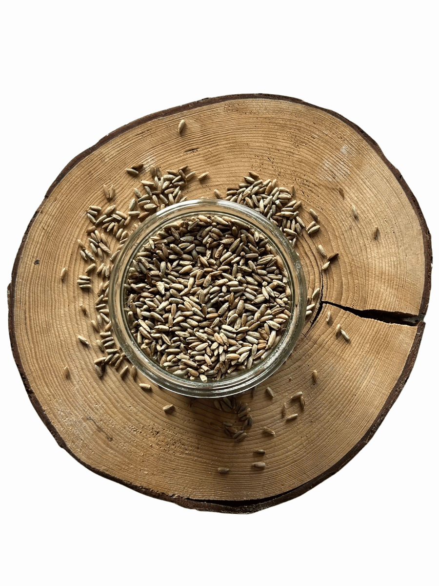 Žito svatojánské BIO – z rakouské biofarmy