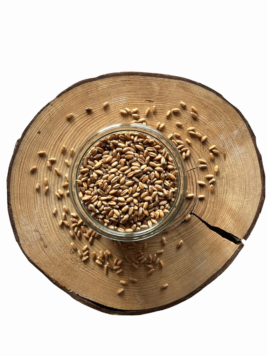 Pšenice zlatokvětá BIO – z rakouské biofarmy