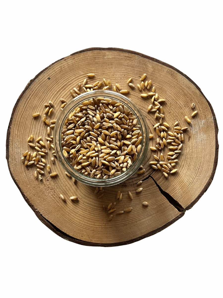 Pšenice korosánská BIO – z rakouské biofarmy