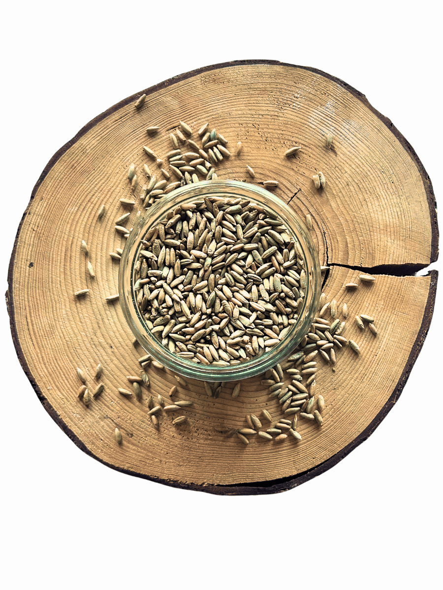 Žito BIO - z Moravy