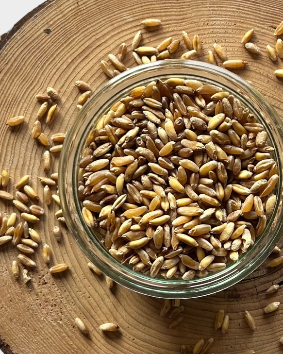 Pšenice korosánská BIO – z rakouské biofarmy