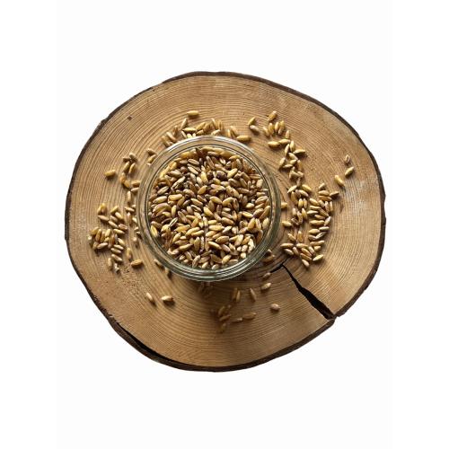 Pšenice korosánská BIO – z rakouské biofarmy